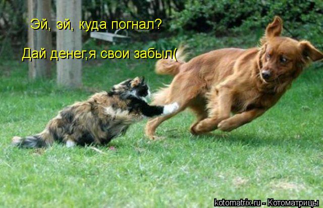 Эй, эй, куда погнал? Дай денег,я свои забыл(... Котоматрица: Эй, эй, куда погнал? Дай денег,я свои забыл(