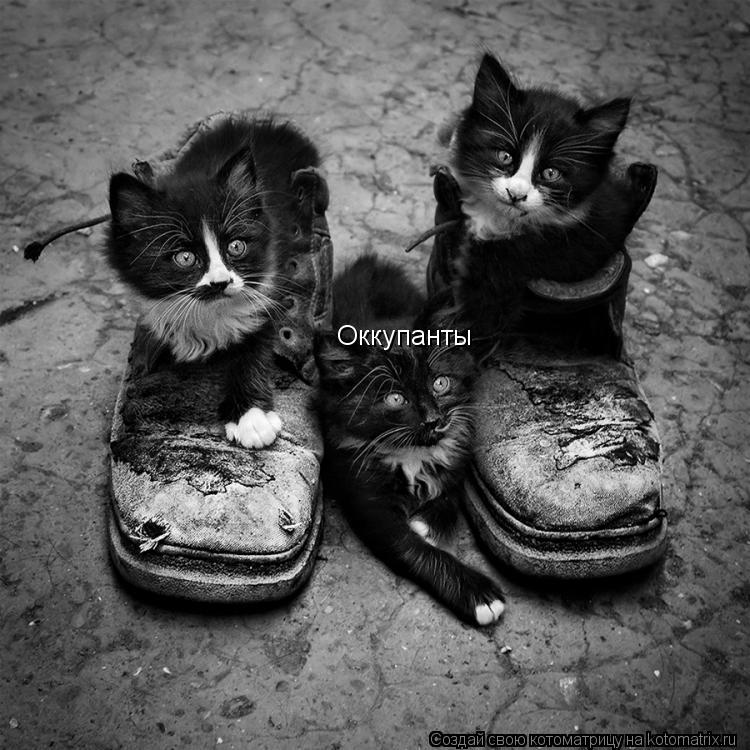 Оккупанты... Котоматрица: Оккупанты