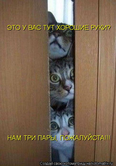 ЭТО У ВАС ТУТ ХОРОШИЕ РУКИ? НАМ ТРИ ПАРЫ, ПОЖАЛУЙСТА!!!... Котоматрица: ЭТО У ВАС ТУТ ХОРОШИЕ РУКИ? НАМ ТРИ ПАРЫ, ПОЖАЛУЙСТА!!!