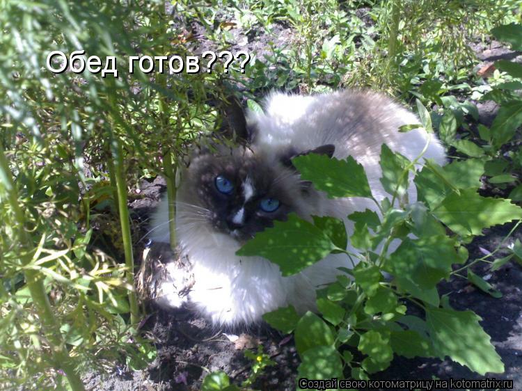 Обед готов???... Котоматрица: Обед готов???