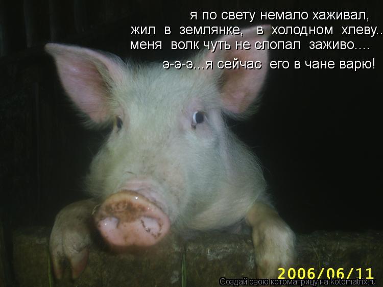 я по свету немало хаживал, жил в землянке, в холодном хлеву.... меня волк чуть не слопал зажи... Котоматрица: я по свету немало хаживал, жил в землянке, в холодном хлеву.... меня волк чуть не слопал заживо.... э-э-э...я сейчас его в чане варю!