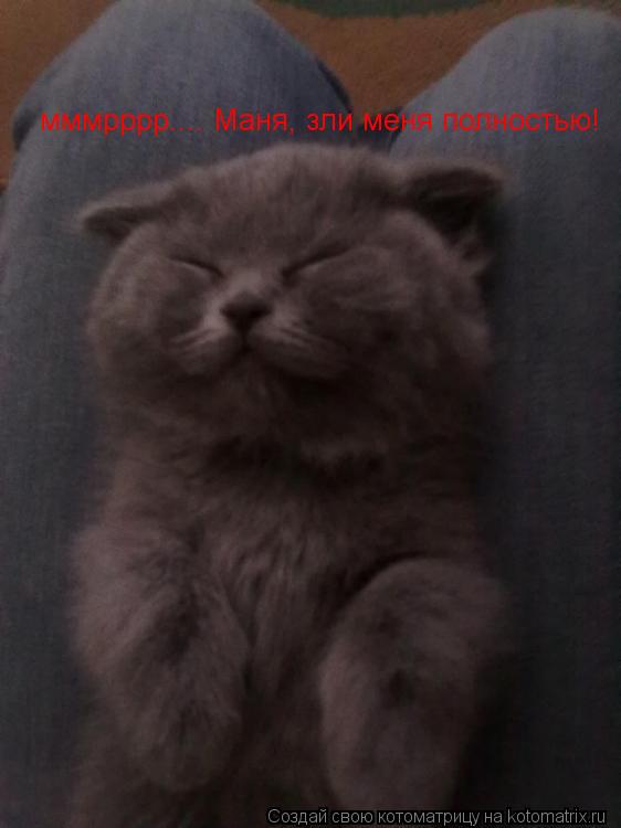 мммрррр.... Маня, зли меня полностью!... Котоматрица: мммрррр.... Маня, зли меня полностью!