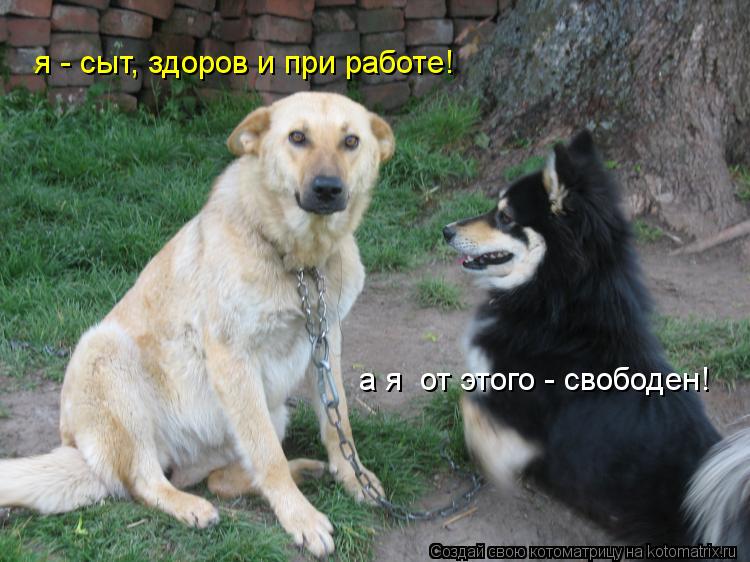 а я от этого - свободен! я - сыт, здоров и при работе!... Котоматрица: а я от этого - свободен! я - сыт, здоров и при работе!
