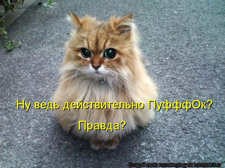 Ну ведь действительно ПуфффОк? Правда?... Котоматрица: Ну ведь действительно ПуфффОк? Правда?
