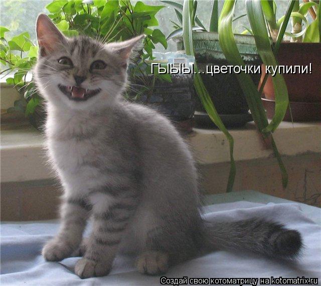 ГЫЫЫ...цветочки купили!... Котоматрица: ГЫЫЫ...цветочки купили!