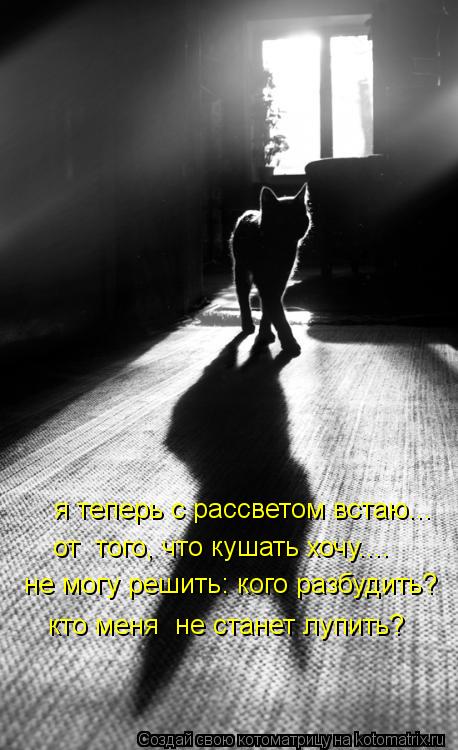 я теперь с рассветом встаю... от того, что кушать хочу.... не могу решить: кого разбудить? кто меня ... Котоматрица: я теперь с рассветом встаю... от того, что кушать хочу.... не могу решить: кого разбудить? кто меня не станет лупить?
