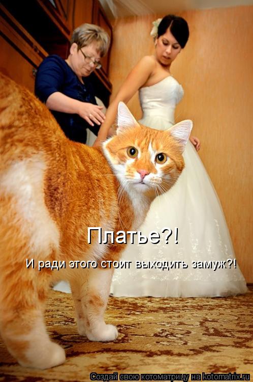 Платье?! И ради этого стоит выходить замуж?!... Котоматрица: Платье?! И ради этого стоит выходить замуж?!