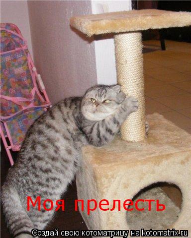 Моя прелесть... Котоматрица: Моя прелесть