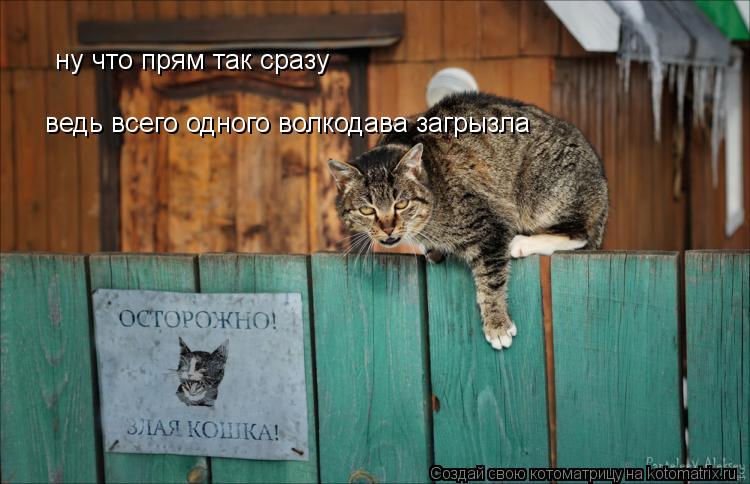 ну что прям так сразу ведь всего одного волкодава загрызла... Котоматрица: ну что прям так сразу ведь всего одного волкодава загрызла