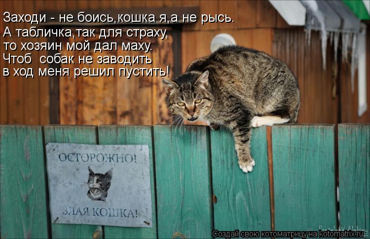А табличка,так для страху, то хозяин мой дал маху. Чтоб собак не заводить Заходи - не боись,кошка я,... Котоматрица: А табличка,так для страху, то хозяин мой дал маху. Чтоб собак не заводить Заходи - не боись,кошка я,а не рысь. в ход меня решил пустить!