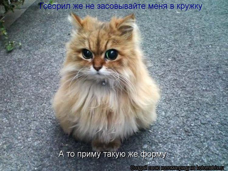 Говорил же не засовывайте меня в кружку А то приму такую же форму... Котоматрица: Говорил же не засовывайте меня в кружку А то приму такую же форму