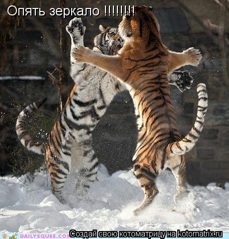 Опять зеркало !!!!!!!!... Котоматрица: Опять зеркало !!!!!!!!