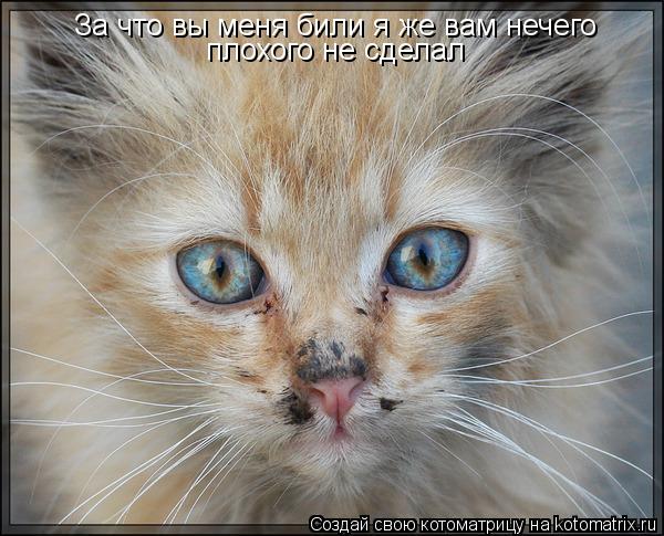 За что вы меня били я же вам нечего плохого не сделал... Котоматрица: За что вы меня били я же вам нечего плохого не сделал