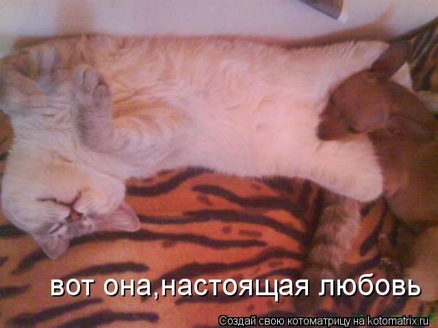 вот она,настоящая любовь... Котоматрица: вот она,настоящая любовь