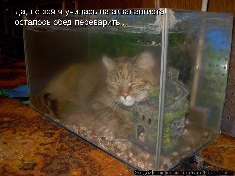 да, не зря я училась на аквалангиста! осталось обед переварить...... Котоматрица: да, не зря я училась на аквалангиста! осталось обед переварить...