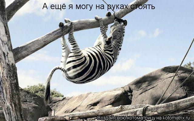 А ещё я могу на руках стоять... Котоматрица: А ещё я могу на руках стоять
