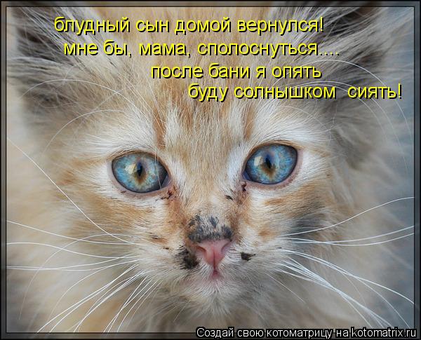 Котоматрица: блудный сын домой вернулся! мне бы, мама, сполоснуться.... после бани я опять буду солнышком  сиять!