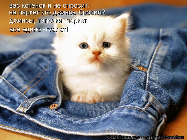 Котоматрица: вас котенок и не спросит: на паркет кто джинсы бросил? джинсы, тапочки, паркет... все едино -туалет!