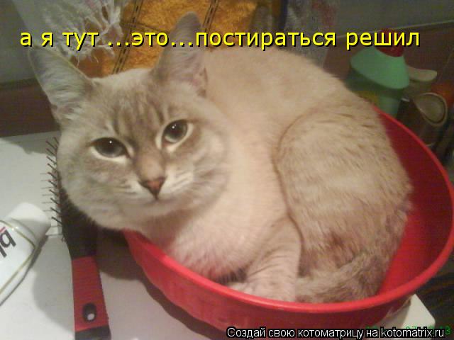 Котоматрица: а я тут ...это...постираться решил