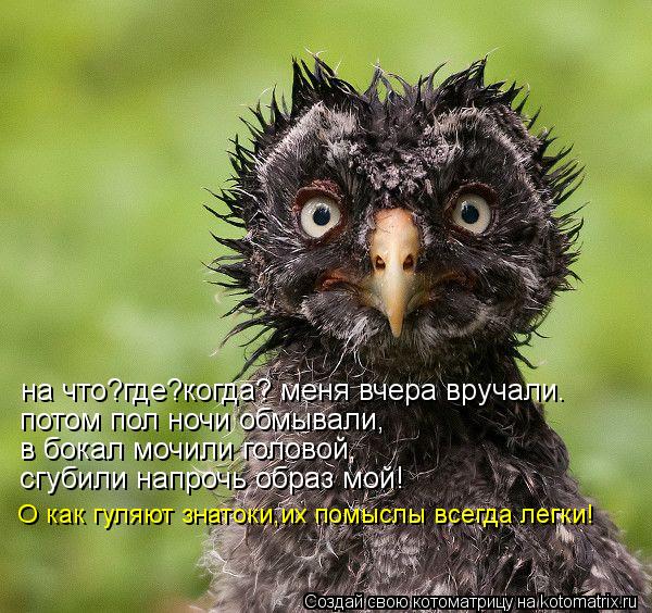 на что?где?когда? меня вчера вручали. потом пол ночи обмывали, в бокал мочили головой, сгубили напроч... Котоматрица: на что?где?когда? меня вчера вручали. потом пол ночи обмывали, в бокал мочили головой, сгубили напрочь образ мой! О как гуляют знатоки,их помы