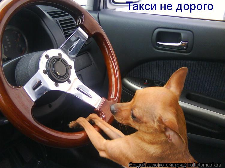 Котоматрица: Такси не дорого