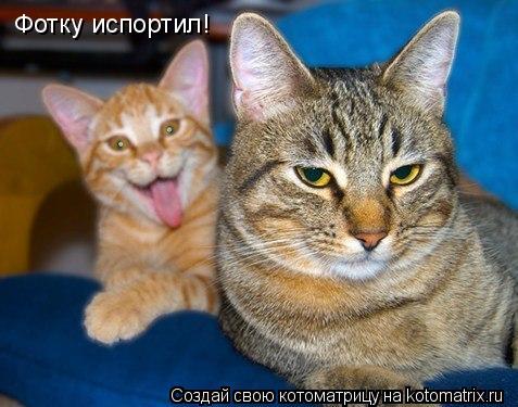 Котоматрица: Фотку испортил!