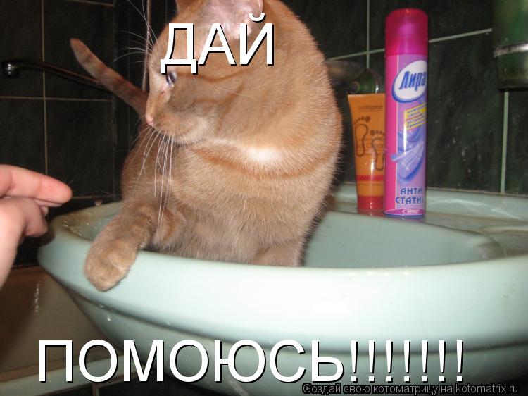 ДАЙ ПОМОЮСЬ!!!!!!!... Котоматрица: ДАЙ ПОМОЮСЬ!!!!!!!