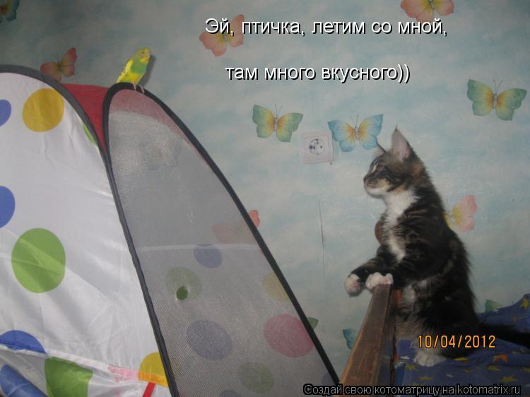 Эй, птичка, летим со мной, там много вкусного))... Котоматрица: Эй, птичка, летим со мной, там много вкусного))