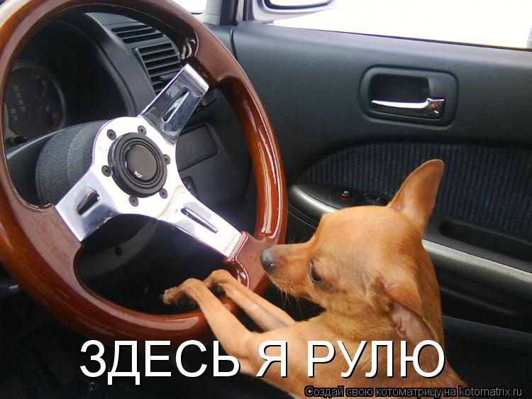 ЗДЕСЬ Я РУЛЮ... Котоматрица: ЗДЕСЬ Я РУЛЮ