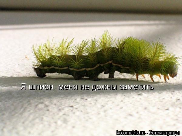 Я шпион. меня не дожны заметить... Котоматрица: Я шпион. меня не дожны заметить