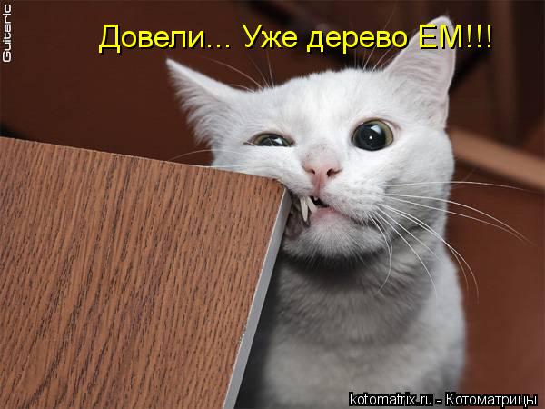 Довели... Уже дерево ЕМ!!!... Котоматрица: Довели... Уже дерево ЕМ!!!