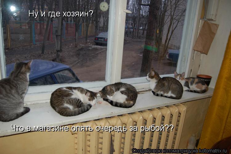 Ну и где хозяин? Что в магазине опять очередь за рыбой??... Котоматрица: Ну и где хозяин? Что в магазине опять очередь за рыбой??