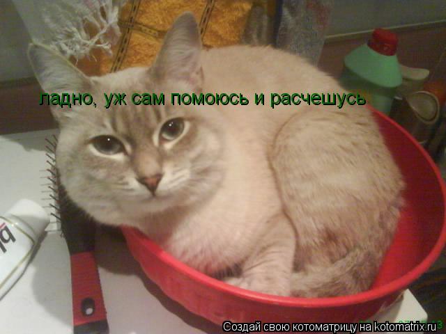 ладно, уж сам помоюсь и расчешусь... Котоматрица: ладно, уж сам помоюсь и расчешусь