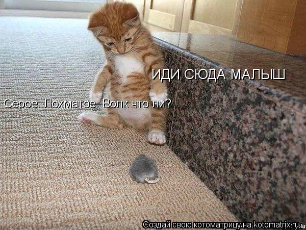 ИДИ СЮДА МАЛЫШ... Котоматрица: ИДИ СЮДА МАЛЫШ