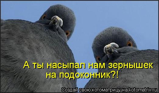 А ты насыпал нам зернышек на подоконник?!... Котоматрица: А ты насыпал нам зернышек на подоконник?!