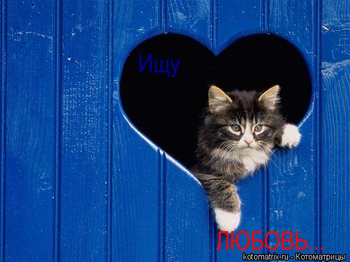 Ищу ЛЮБОВЬ...... Котоматрица: Ищу ЛЮБОВЬ...