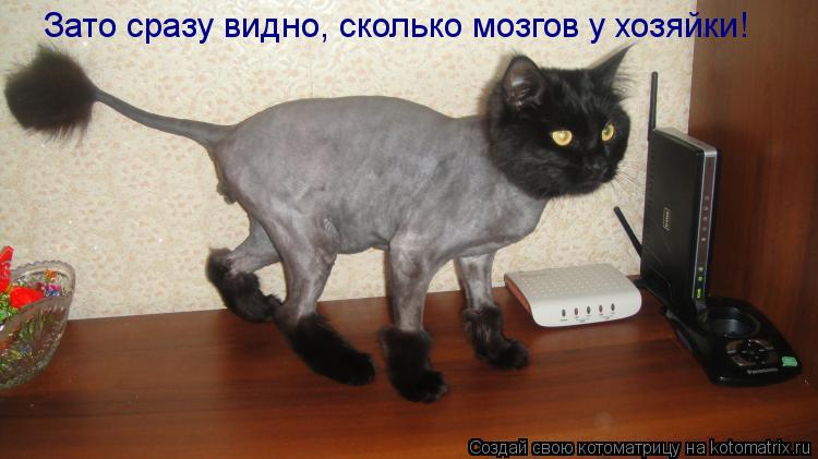 Зато сразу видно, сколько мозгов у хозяйки!... Котоматрица: Зато сразу видно, сколько мозгов у хозяйки!
