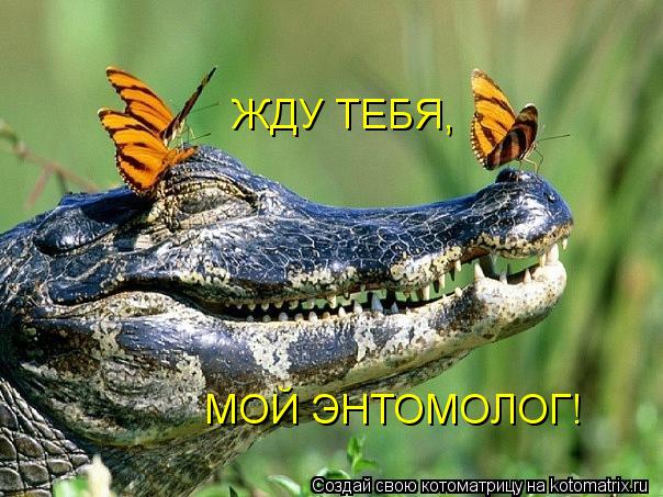 ЖДУ ТЕБЯ, МОЙ ЭНТОМОЛОГ!... Котоматрица: ЖДУ ТЕБЯ, МОЙ ЭНТОМОЛОГ!