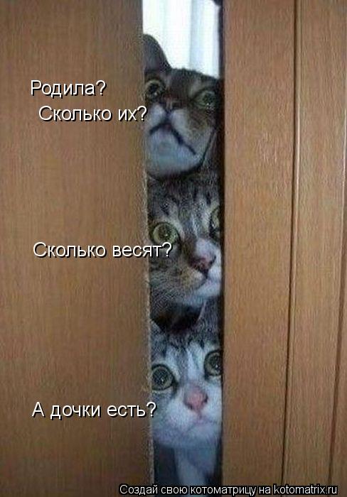 Родила? Сколько весят? Сколько их? А дочки есть?... Котоматрица: Родила? Сколько весят? Сколько их? А дочки есть?