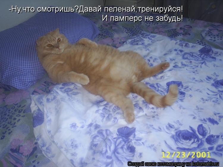 -Ну,что смотришь?Давай пеленай,тренируйся! И памперс не забудь!... Котоматрица: -Ну,что смотришь?Давай пеленай,тренируйся! И памперс не забудь!