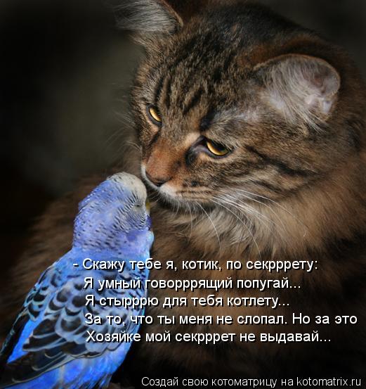 Котоматрица: - Скажу тебе я, котик, по секрррету: Я умный говорррящий попугай... Я стырррю для тебя котлету... За то, что ты меня не слопал. Но за это Хозяйке м