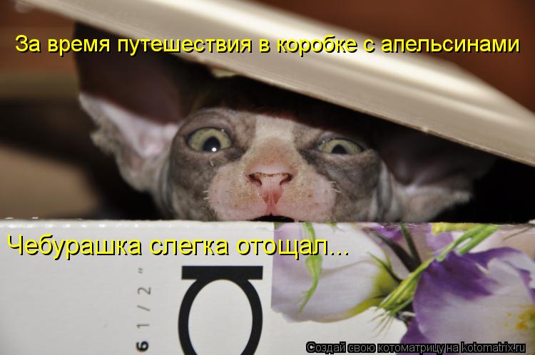 За время путешествия в коробке с апельсинами Чебурашка слегка отощал...... Котоматрица: За время путешествия в коробке с апельсинами Чебурашка слегка отощал...