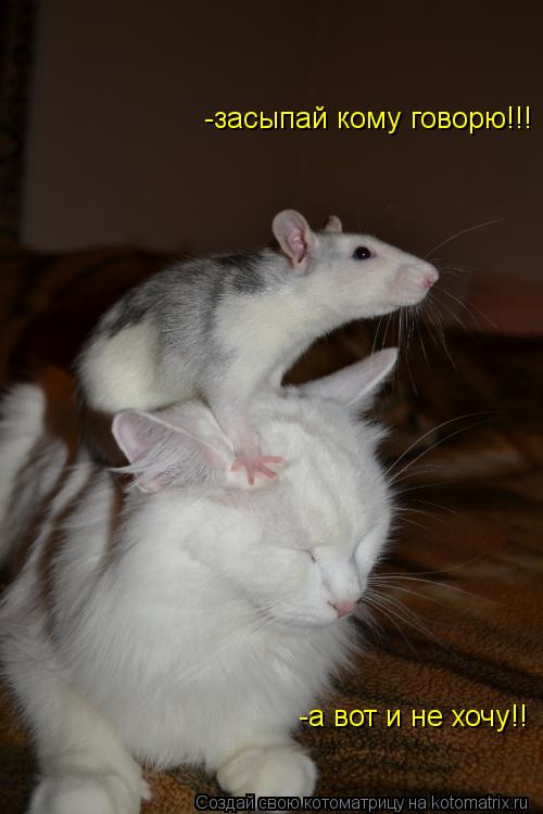 -засыпай кому говорю!!! -а вот и не хочу!!... Котоматрица: -засыпай кому говорю!!! -а вот и не хочу!!