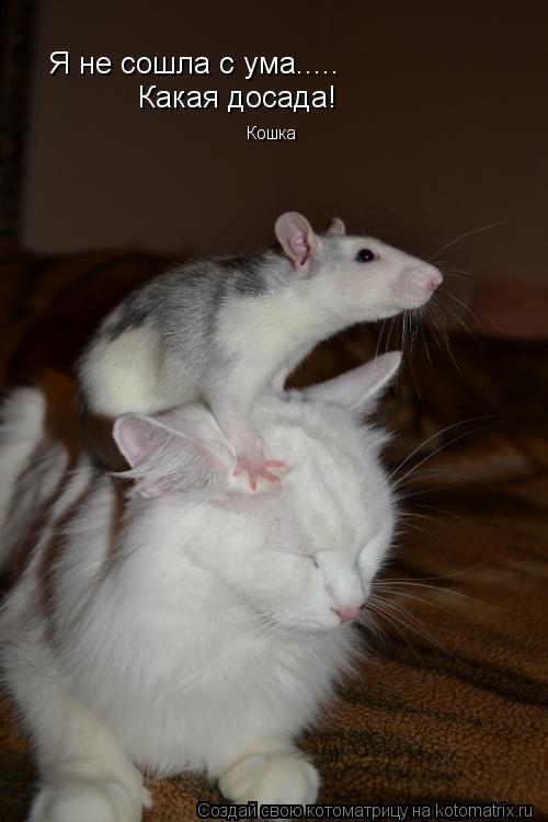 Я не сошла с ума..... Какая досада! Кошка... Котоматрица: Я не сошла с ума..... Какая досада! Кошка