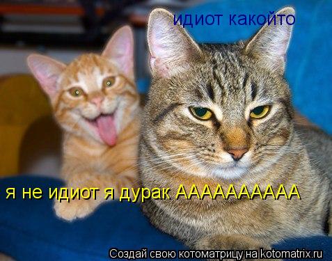 идиот какойто я не идиот я дурак АААААААААА... Котоматрица: идиот какойто я не идиот я дурак АААААААААА