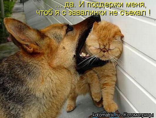 ... да. И поддержи меня, чтоб я с завалинки не съехал !... Котоматрица: ... да. И поддержи меня, чтоб я с завалинки не съехал !