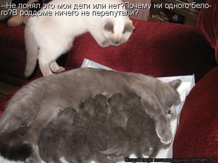 --Не понял,это мои дети или нет?Почему ни одного бело- го?В роддоме ничего не перепутали?... Котоматрица: --Не понял,это мои дети или нет?Почему ни одного бело- го?В роддоме ничего не перепутали?