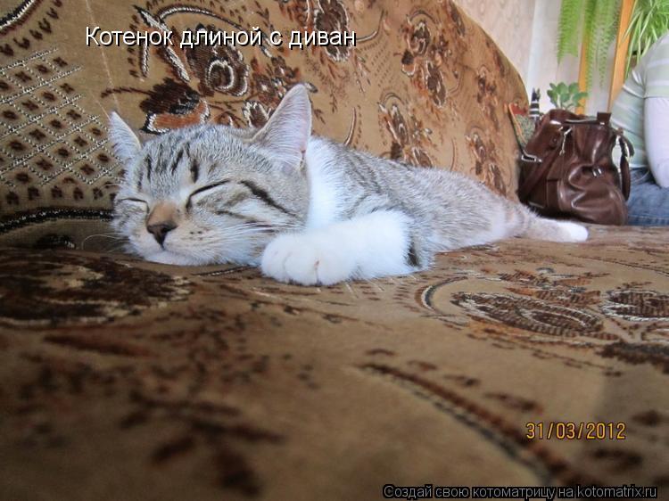 Котоматрица: Котенок длиной с диван