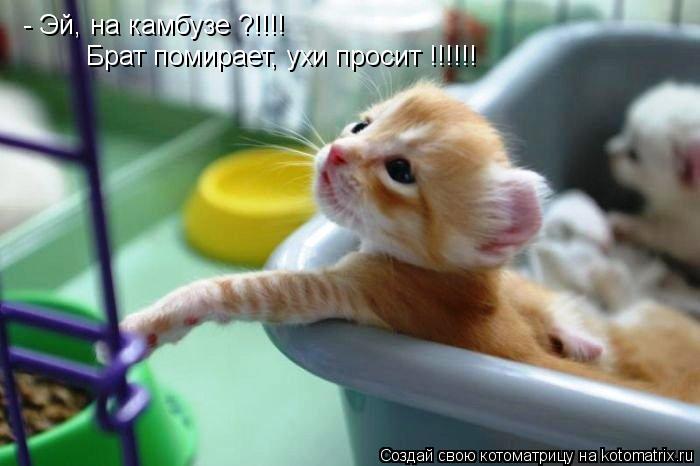- Эй, на камбузе ?!!!! Брат помирает, ухи просит !!!!!!... Котоматрица: - Эй, на камбузе ?!!!! Брат помирает, ухи просит !!!!!!