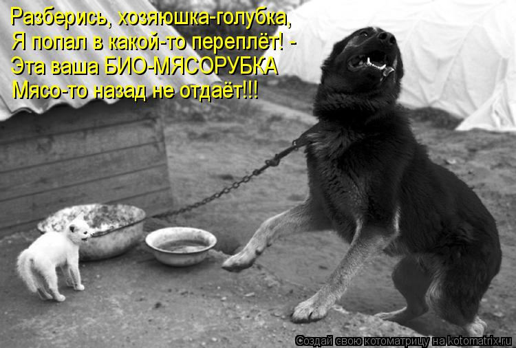 Разберись, хозяюшка-голубка, Я попал в какой-то переплёт! - Эта ваша БИО-МЯСОРУБКА Мясо-то назад не о... Котоматрица: Разберись, хозяюшка-голубка, Я попал в какой-то переплёт! - Эта ваша БИО-МЯСОРУБКА Мясо-то назад не отдаёт!!!